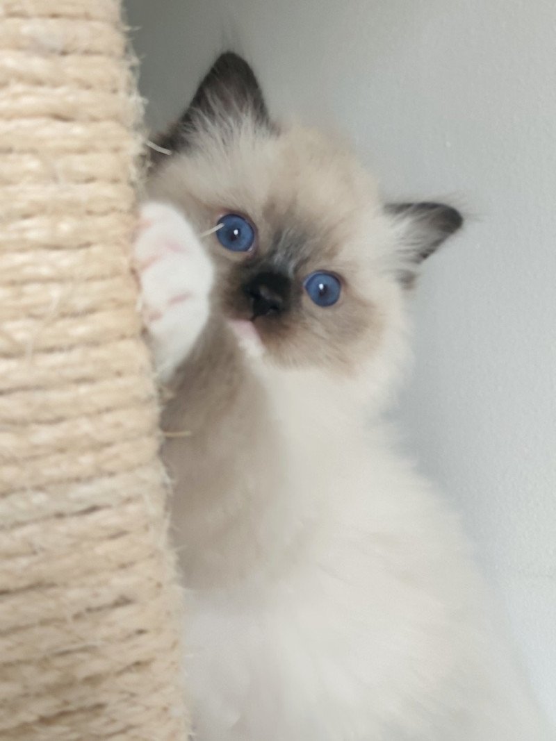 Echo de Narcisse Alpha Mâle Ragdoll