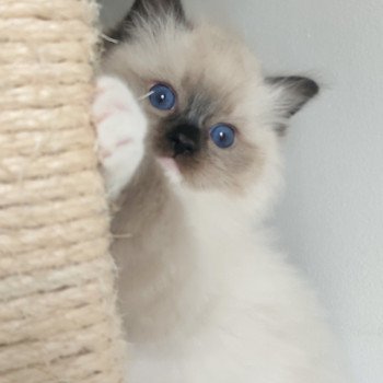 chaton Ragdoll black mitted Alpha Chatterie Echo de Narcisse