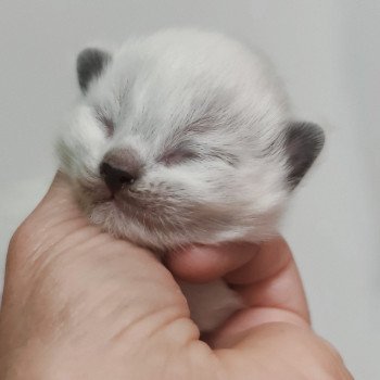 chaton Ragdoll Chatterie Echo de Narcisse