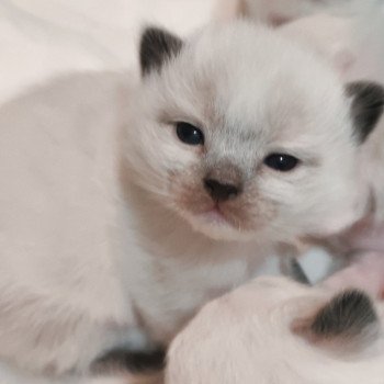 chaton Ragdoll black mitted Aneth Chatterie Echo de Narcisse chaton Ragdoll black mitted Aneth Chatterie Echo de Narcisse