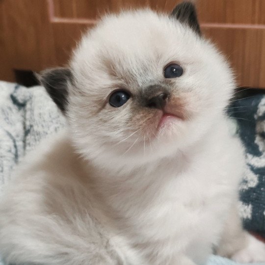 Echo de Narcisse Aneth Femelle Ragdoll