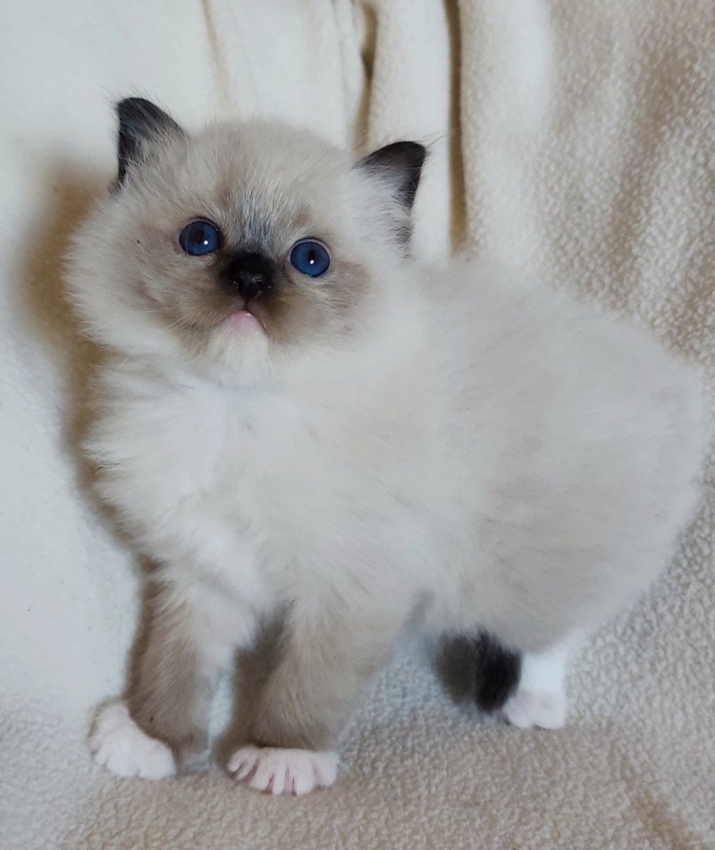 Echo de Narcisse Aneth Femelle Ragdoll Echo de Narcisse Aneth Femelle Ragdoll