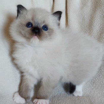 chaton Ragdoll black mitted Aneth Chatterie Echo de Narcisse chaton Ragdoll black mitted Aneth Chatterie Echo de Narcisse