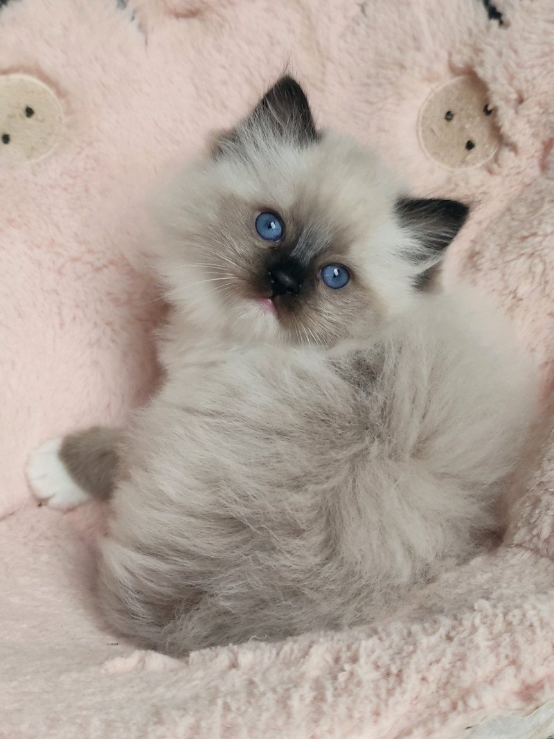 Echo de Narcisse Aneth Femelle Ragdoll