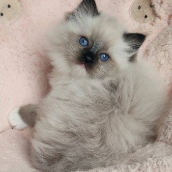 chaton Ragdoll black mitted Aneth Chatterie Echo de Narcisse