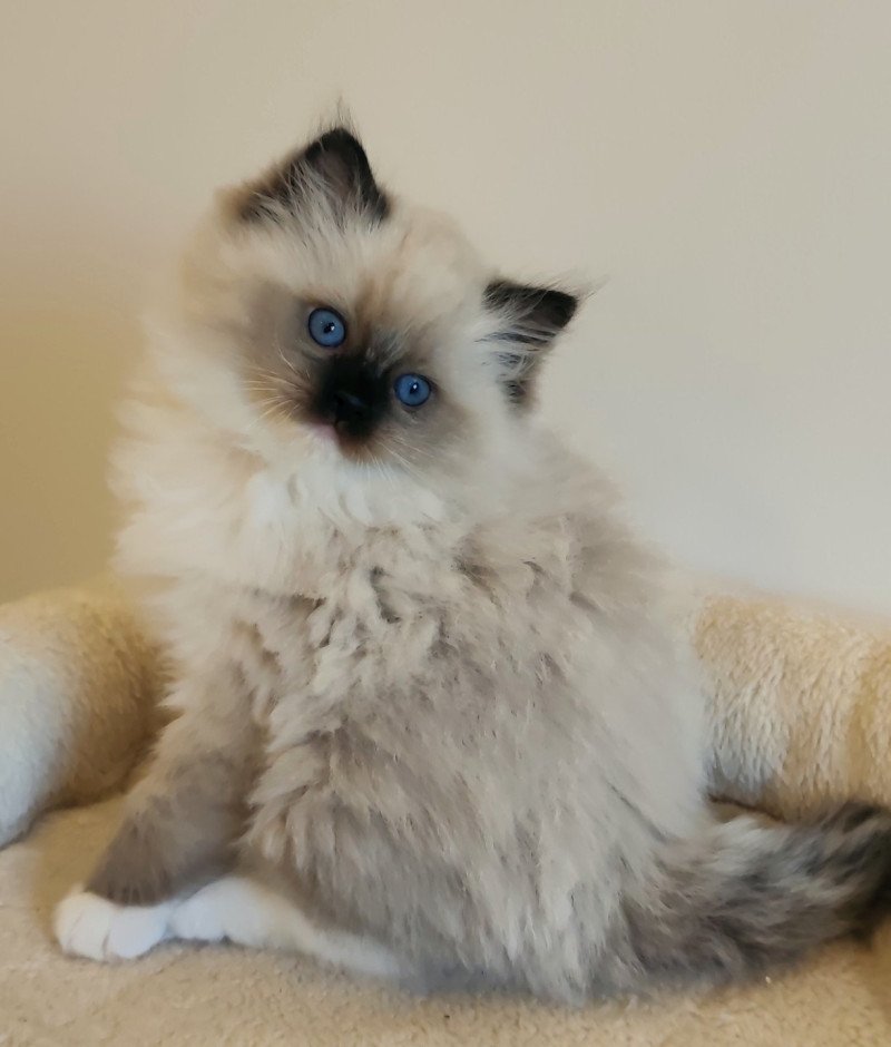 Echo de Narcisse Anaïs Femelle Ragdoll