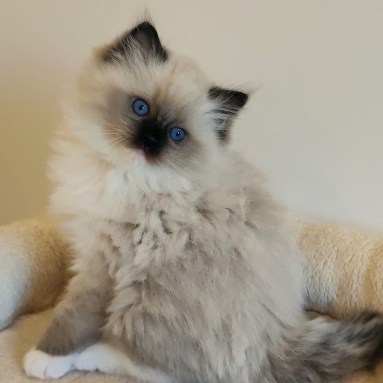 Echo de Narcisse Anaïs Femelle Ragdoll