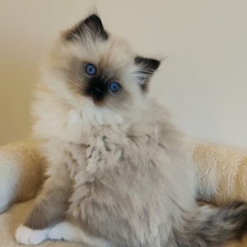 chaton Ragdoll black mitted Aneth Chatterie Echo de Narcisse