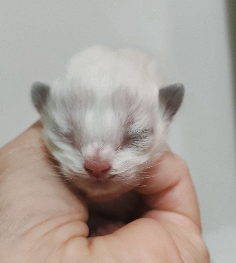 Echo de Narcisse Albus Mâle Ragdoll