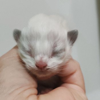 chaton Ragdoll Chatterie Echo de Narcisse