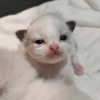 chaton Ragdoll black bicolor Adelm Chatterie Echo de Narcisse chaton Ragdoll black bicolor Adelm Chatterie Echo de Narcisse