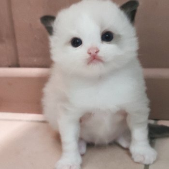 chaton Ragdoll black bicolor Adelm Chatterie Echo de Narcisse chaton Ragdoll black bicolor Adelm Chatterie Echo de Narcisse