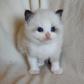 chaton Ragdoll black bicolor Adelm Chatterie Echo de Narcisse chaton Ragdoll black bicolor Adelm Chatterie Echo de Narcisse