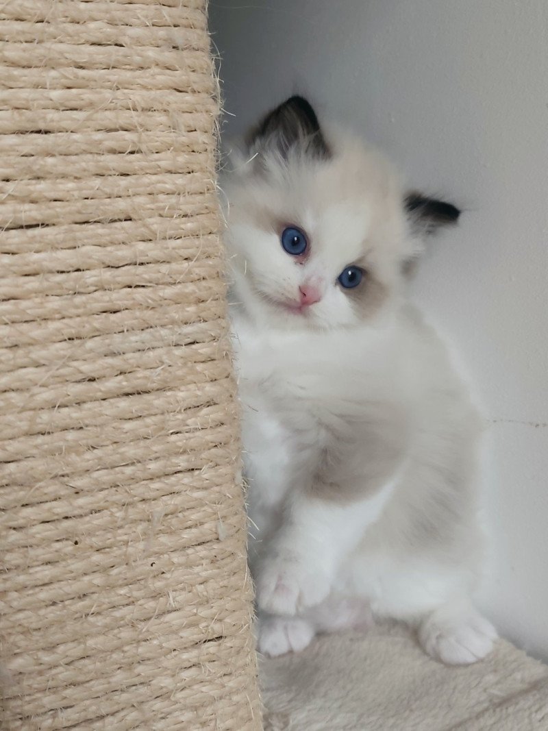 Echo de Narcisse Adelm Mâle Ragdoll