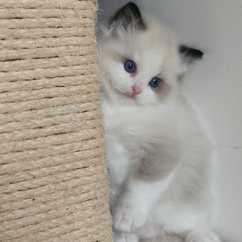 chaton Ragdoll black bicolor Adelm Chatterie Echo de Narcisse