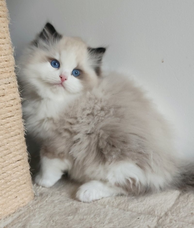 Echo de Narcisse Adelm Mâle Ragdoll