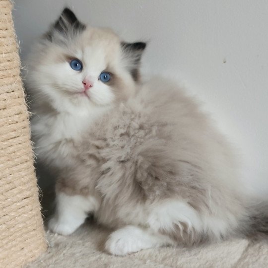 Echo de Narcisse Adelm Mâle Ragdoll