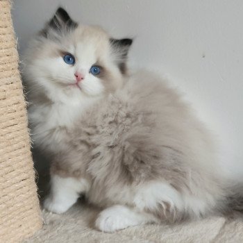 chaton Ragdoll seal point bicolor Adelm Chatterie Echo de Narcisse