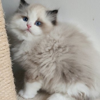 chaton Ragdoll seal point bicolor Adelm Chatterie Echo de Narcisse