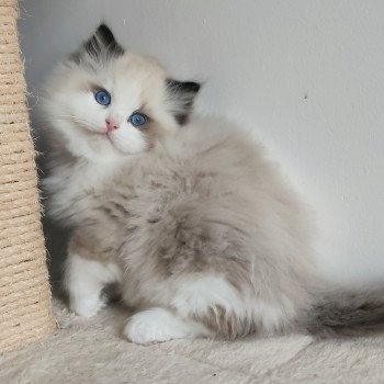 chaton Ragdoll seal point bicolor Adelm Chatterie Echo de Narcisse