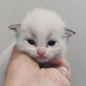 chaton Ragdoll seal point bicolor Bagel zz Chatterie Echo de Narcisse