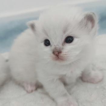 chaton Ragdoll seal point bicolor Bagel zz Chatterie Echo de Narcisse
