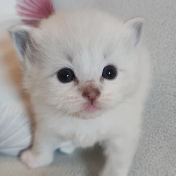 chaton Ragdoll seal point bicolor Bagel zz Chatterie Echo de Narcisse
