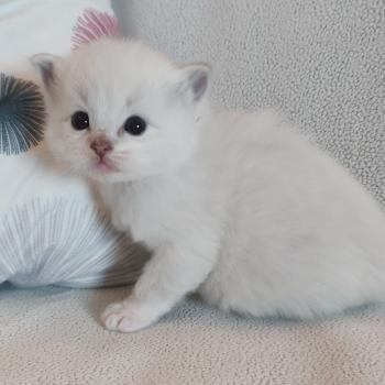 chaton Ragdoll seal point mitted Bagel zz Chatterie Echo de Narcisse