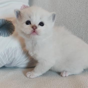 chaton Ragdoll seal point mitted Bagel zz Chatterie Echo de Narcisse