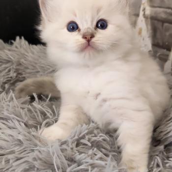 chaton Ragdoll blue tabby point mitted Bagel zz Chatterie Echo de Narcisse