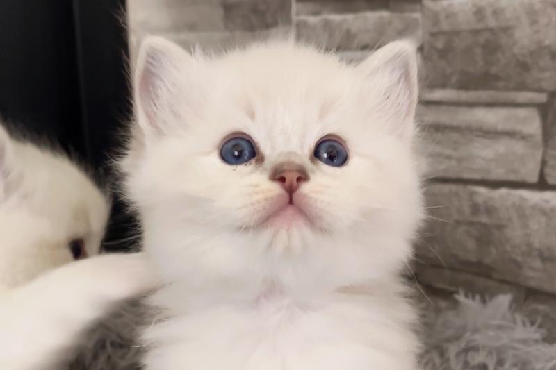 Echo de Narcisse Bagel zz Mâle Ragdoll