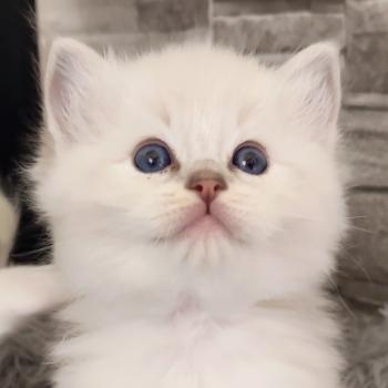 chaton Ragdoll blue tabby point mitted Bagel zz Chatterie Echo de Narcisse