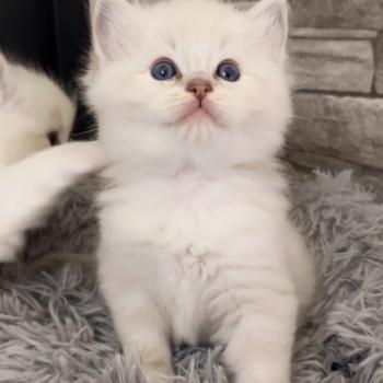 chaton Ragdoll blue tabby point mitted Bagel zz Chatterie Echo de Narcisse