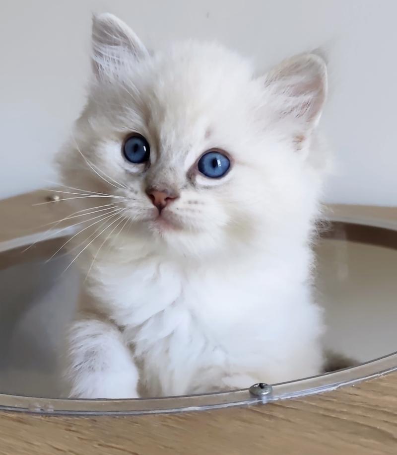 Echo de Narcisse Bagel Mâle Ragdoll