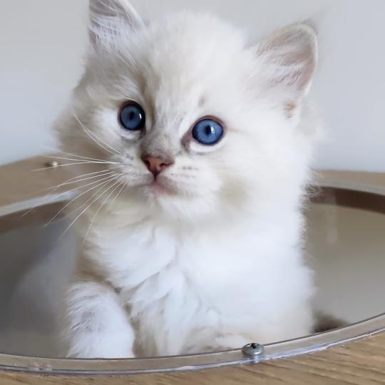 Echo de Narcisse Bagel Mâle Ragdoll