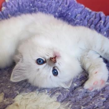 chaton Ragdoll blue tabby point mitted Bagel Chatterie Echo de Narcisse
