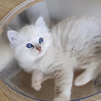 chaton Ragdoll blue tabby point mitted Bagel Chatterie Echo de Narcisse