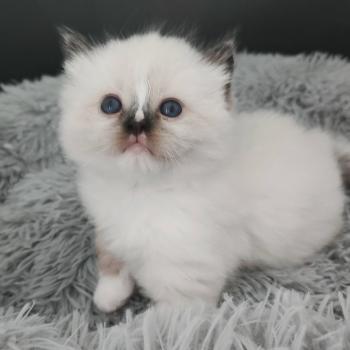 chaton Ragdoll seal point mitted Chatterie Echo de Narcisse