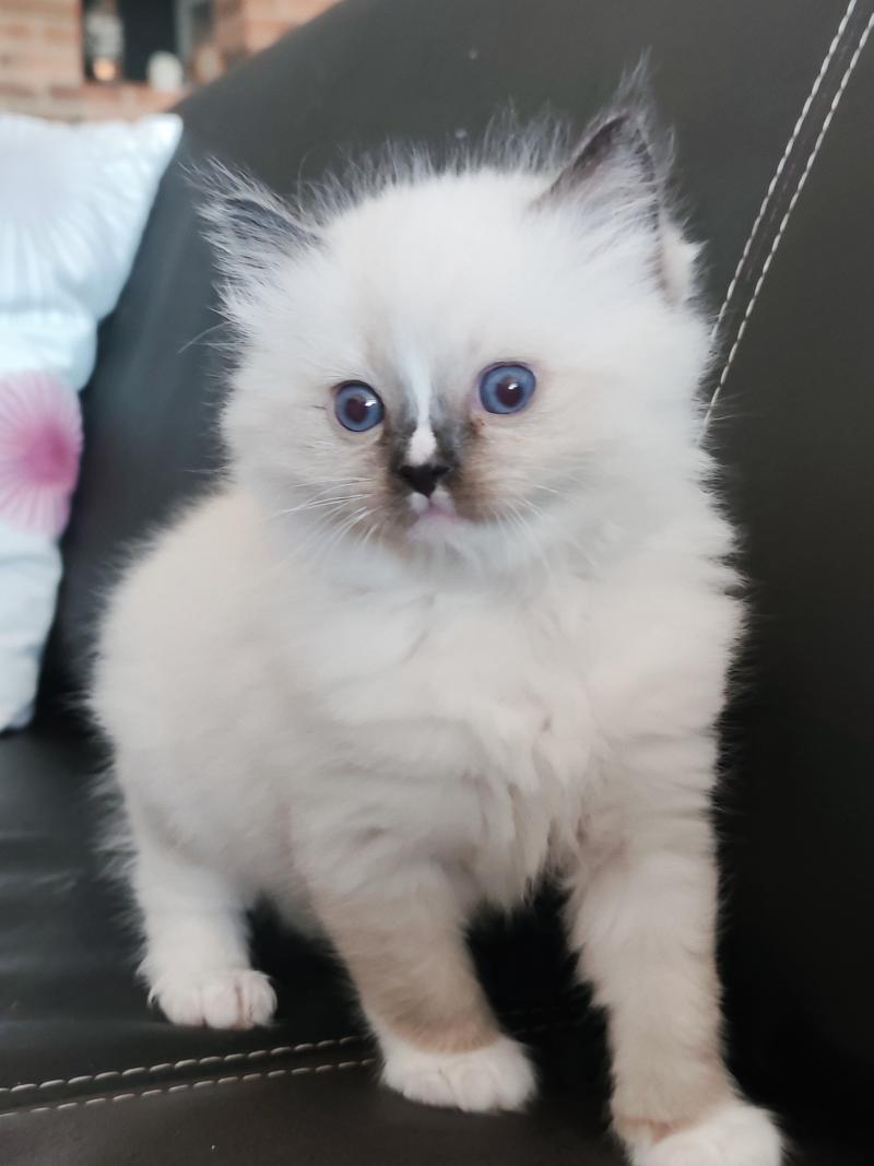 Echo de Narcisse Be-Bop Mâle Ragdoll