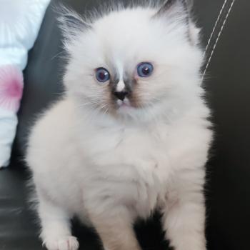 chaton Ragdoll seal point mitted Be-Bop Chatterie Echo de Narcisse