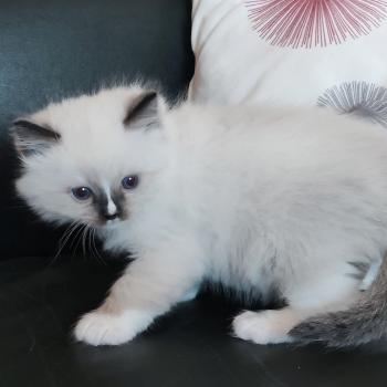 chaton Ragdoll seal point mitted Be-Bop Chatterie Echo de Narcisse