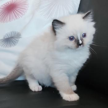 chaton Ragdoll seal point mitted Be-Bop Chatterie Echo de Narcisse