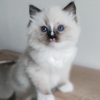 chaton Ragdoll seal point mitted Be-Bop Chatterie Echo de Narcisse