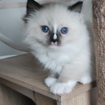 chaton Ragdoll seal point mitted Be-Bop Chatterie Echo de Narcisse