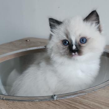 chaton Ragdoll seal point mitted Be-Bop Chatterie Echo de Narcisse