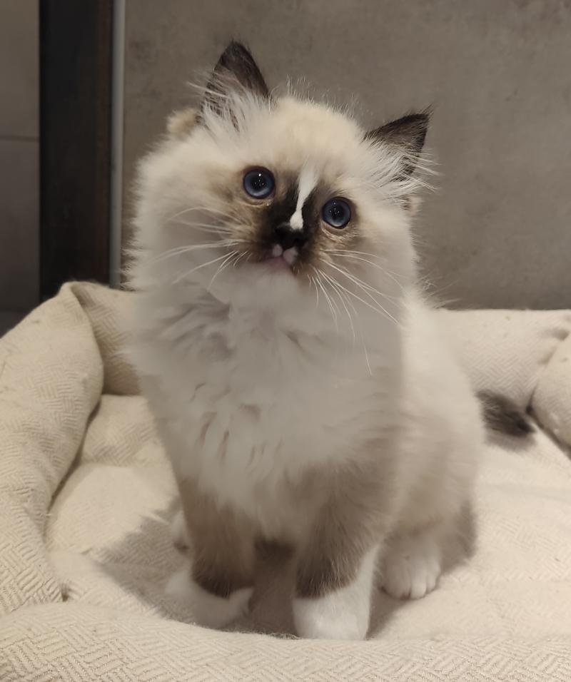 Echo de Narcisse Bandit Mâle Ragdoll