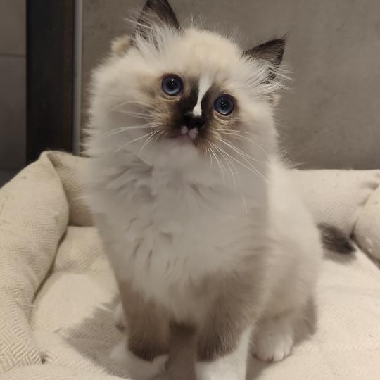 Echo de Narcisse Bandit Mâle Ragdoll