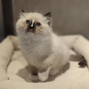 chaton Ragdoll seal point mitted Bandit Chatterie Echo de Narcisse