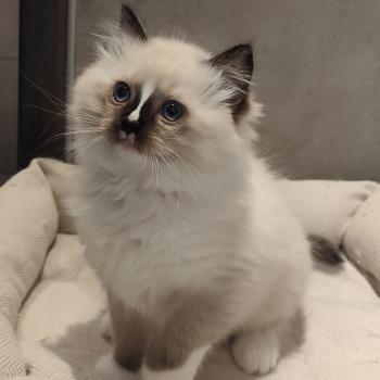 chaton Ragdoll seal point mitted Bandit Chatterie Echo de Narcisse