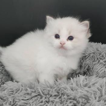 chaton Ragdoll seal tabby point bicolor Chatterie Echo de Narcisse